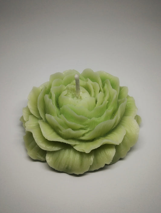 Pastel Green Peony